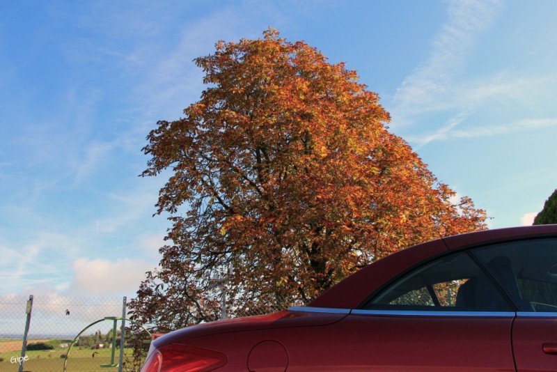 CAMPAGNE TARNAISE 020.JPG