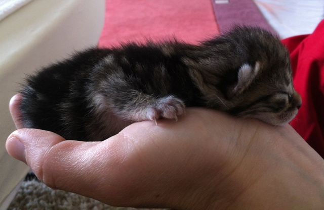 Chatons 3j après naissance.JPG