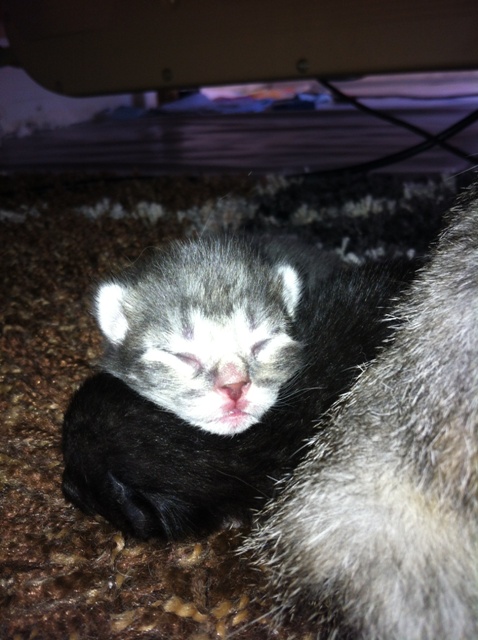 Chatons 3j après naissance (1).JPG