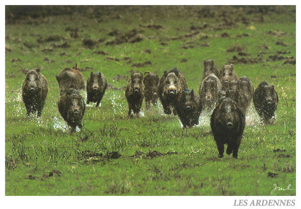 ardennes.jpg
